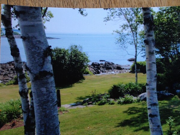A view of a grassy area with birch trees and a rocky shoreline in the background. - Breathtaking views, total relaxation, do as much or as little as you choose (Owls Head)