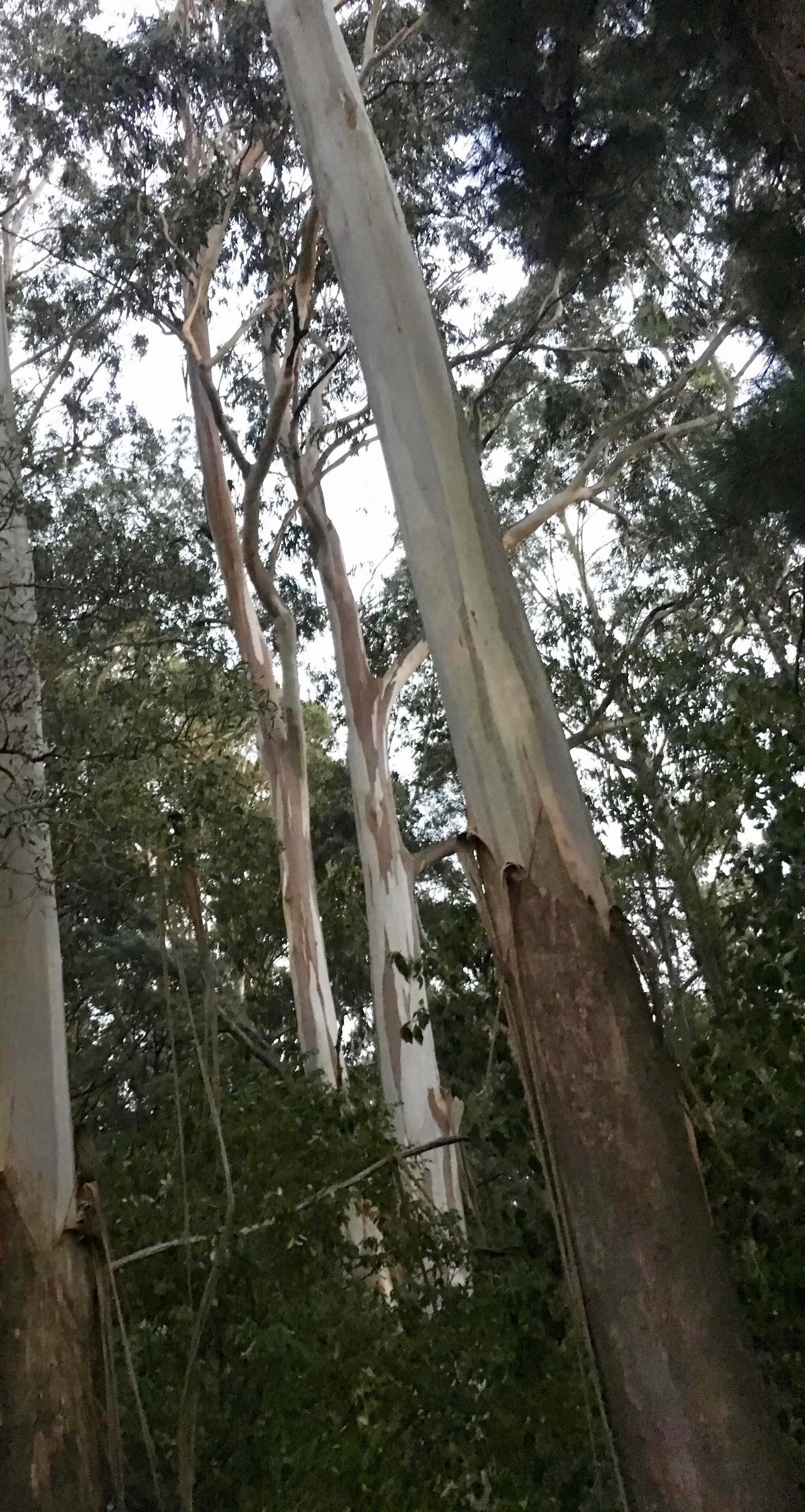 Wild Orchid Olinda ~ Private Luxury self contained Cottage ~ Dandenong Ranges — image 27