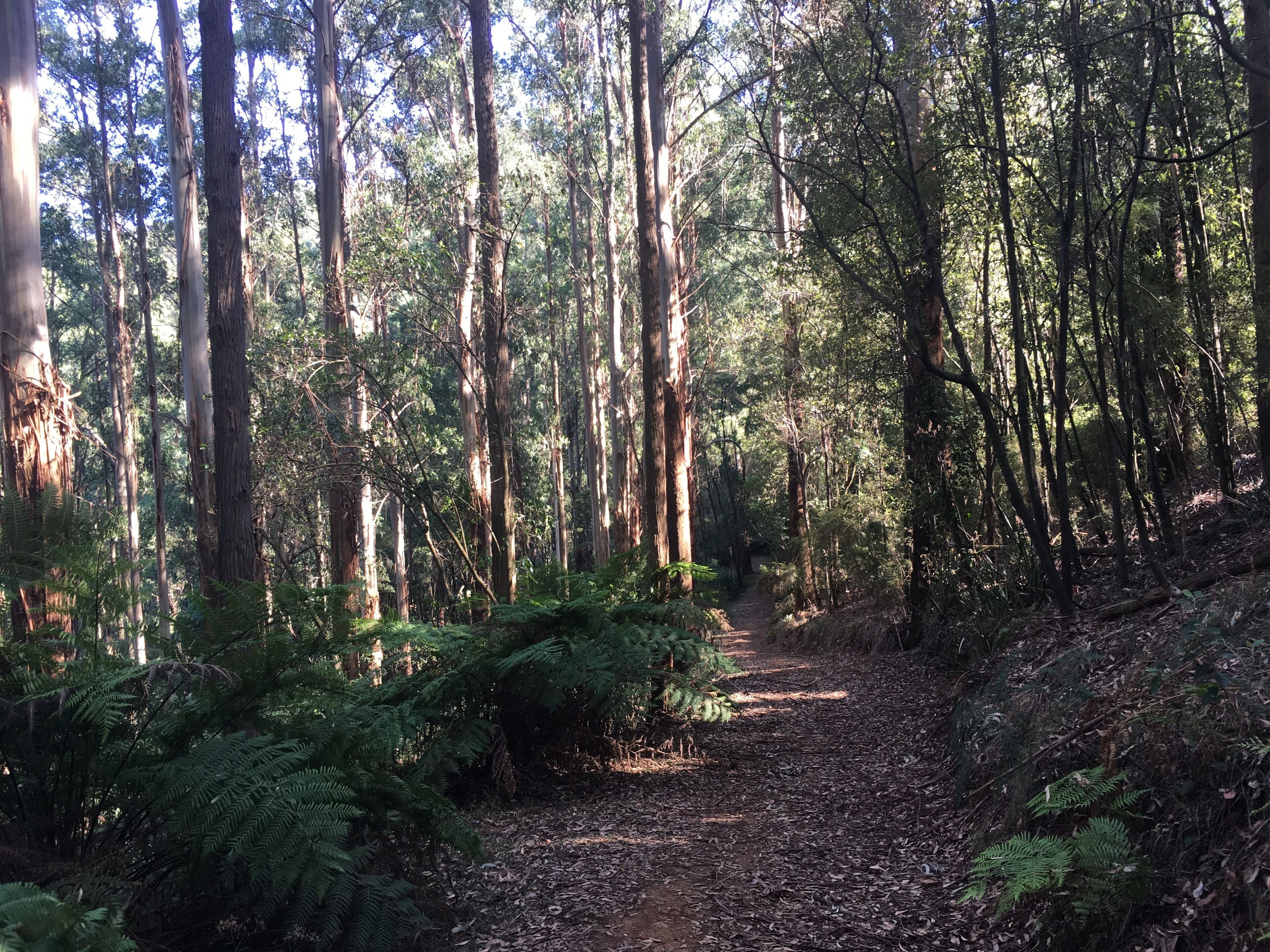 Wild Orchid Olinda ~ Private Luxury self contained Cottage ~ Dandenong Ranges — image 26