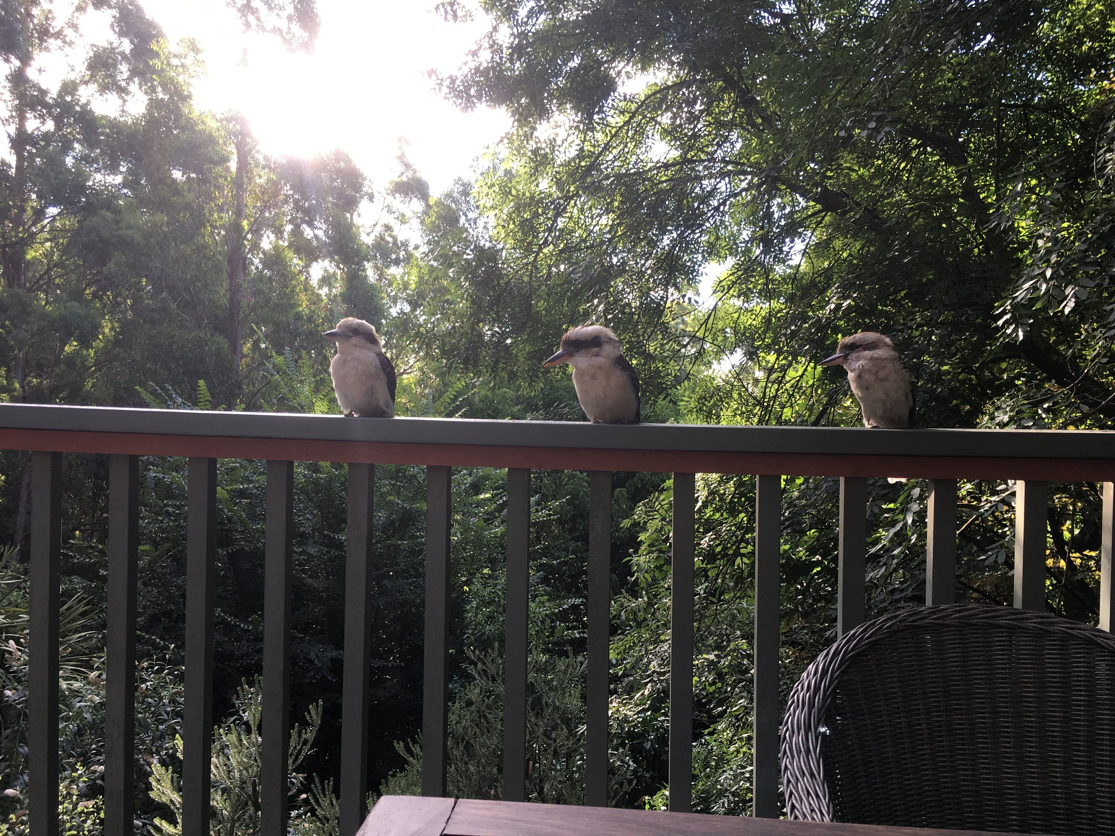 Wild Orchid Olinda ~ Private Luxury self contained Cottage ~ Dandenong Ranges — image 2