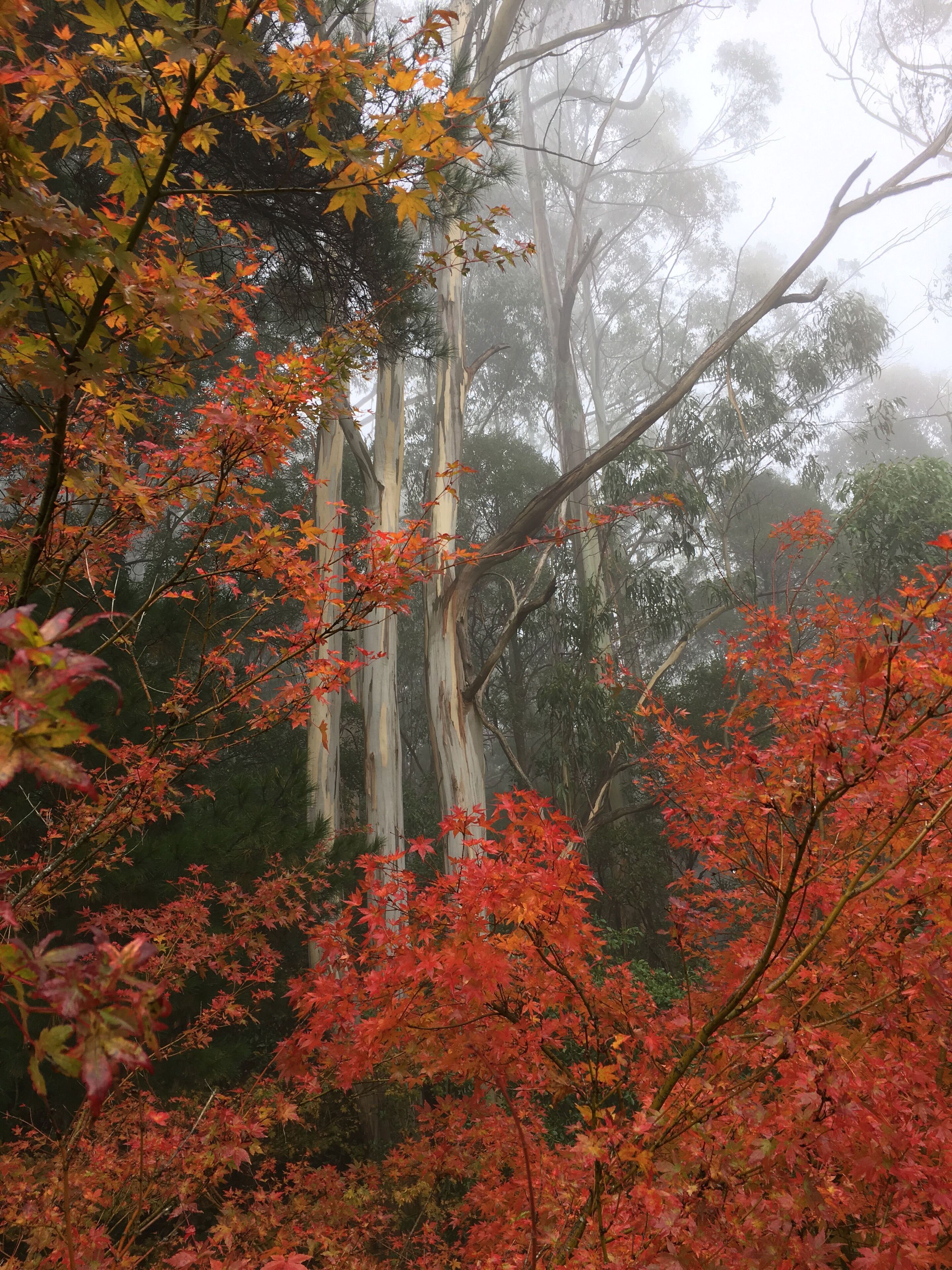 Wild Orchid Olinda ~ Private Luxury self contained Cottage ~ Dandenong Ranges — image 7