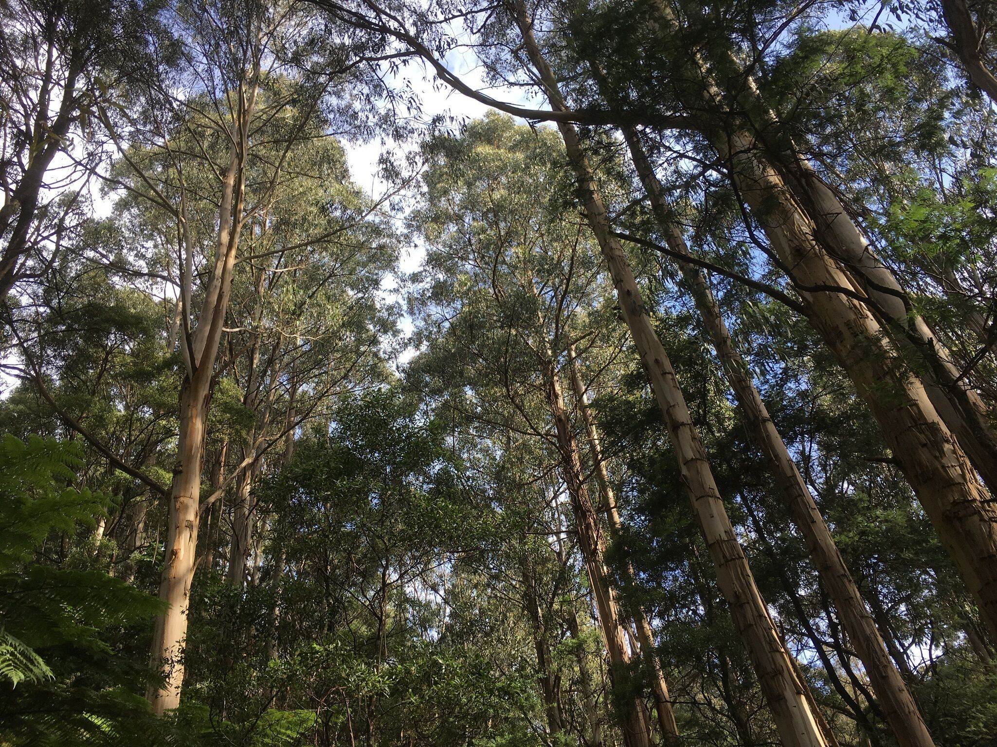 Wild Orchid Olinda ~ Private Luxury self contained Cottage ~ Dandenong Ranges — image 24