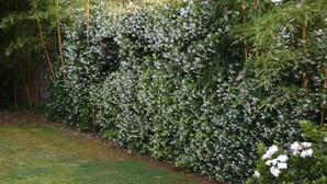 A garden with dense foliage and white flowers, bamboo trees, and a grassy area.