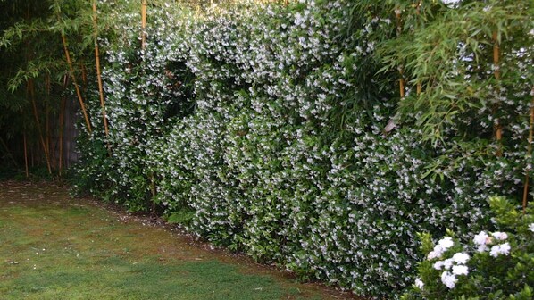 Un jardín con follaje denso y flores blancas, árboles de bambú y una zona cubierta de césped.