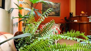 A room with a large fern plant, a painting on the wall, and a wooden desk with a lamp. - Sol de Selva Hostal (Tarapoto)