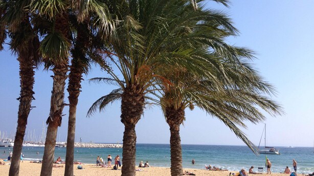 Een strand met palmbomen, mensen die zonnebaden en boten op het water.