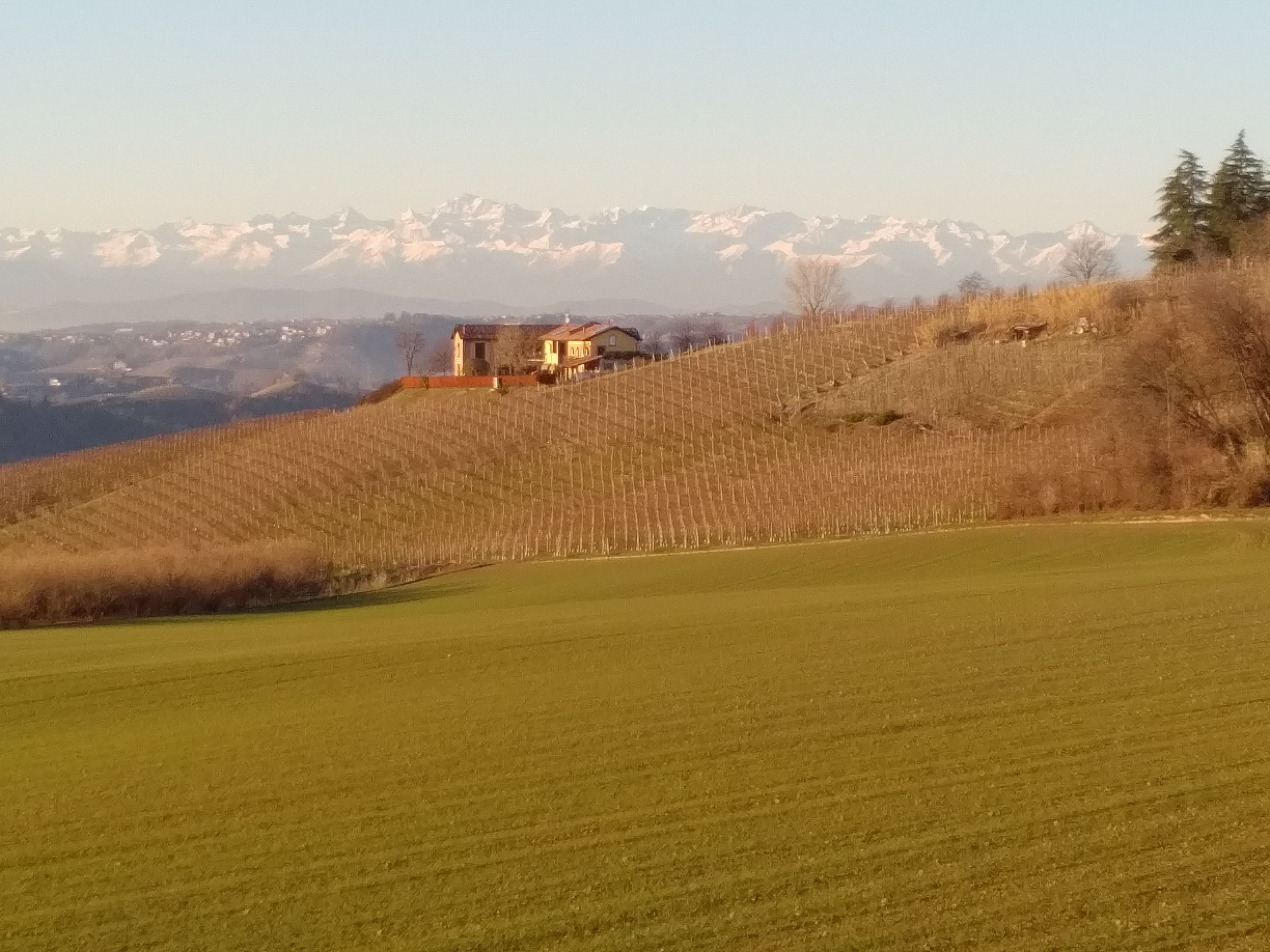 A vineyard with rows of grapevines and a house on a hillside.