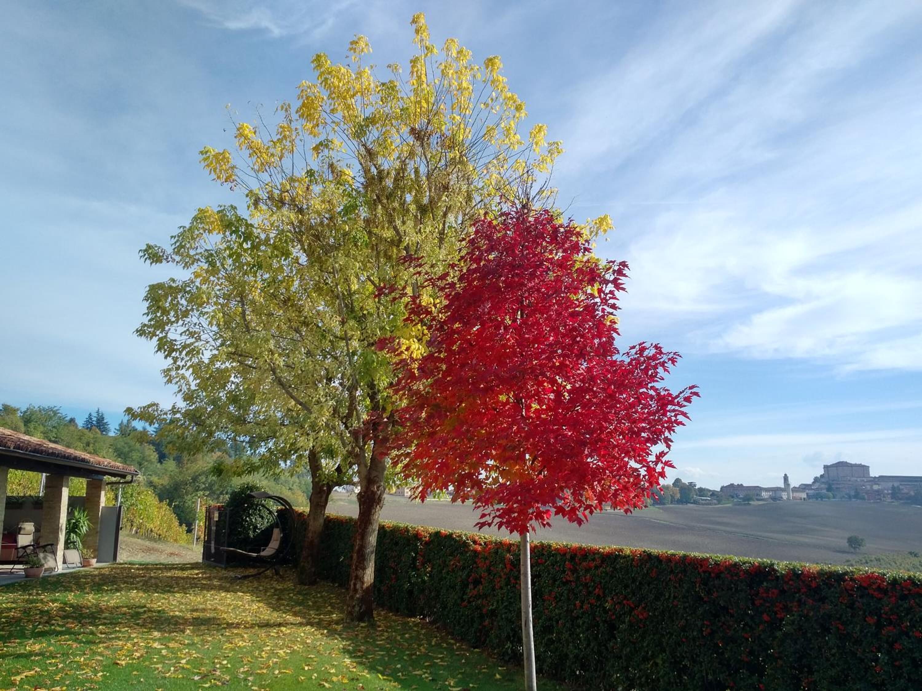 A tree with yellow and red leaves in a landscaped area with a building in the background.