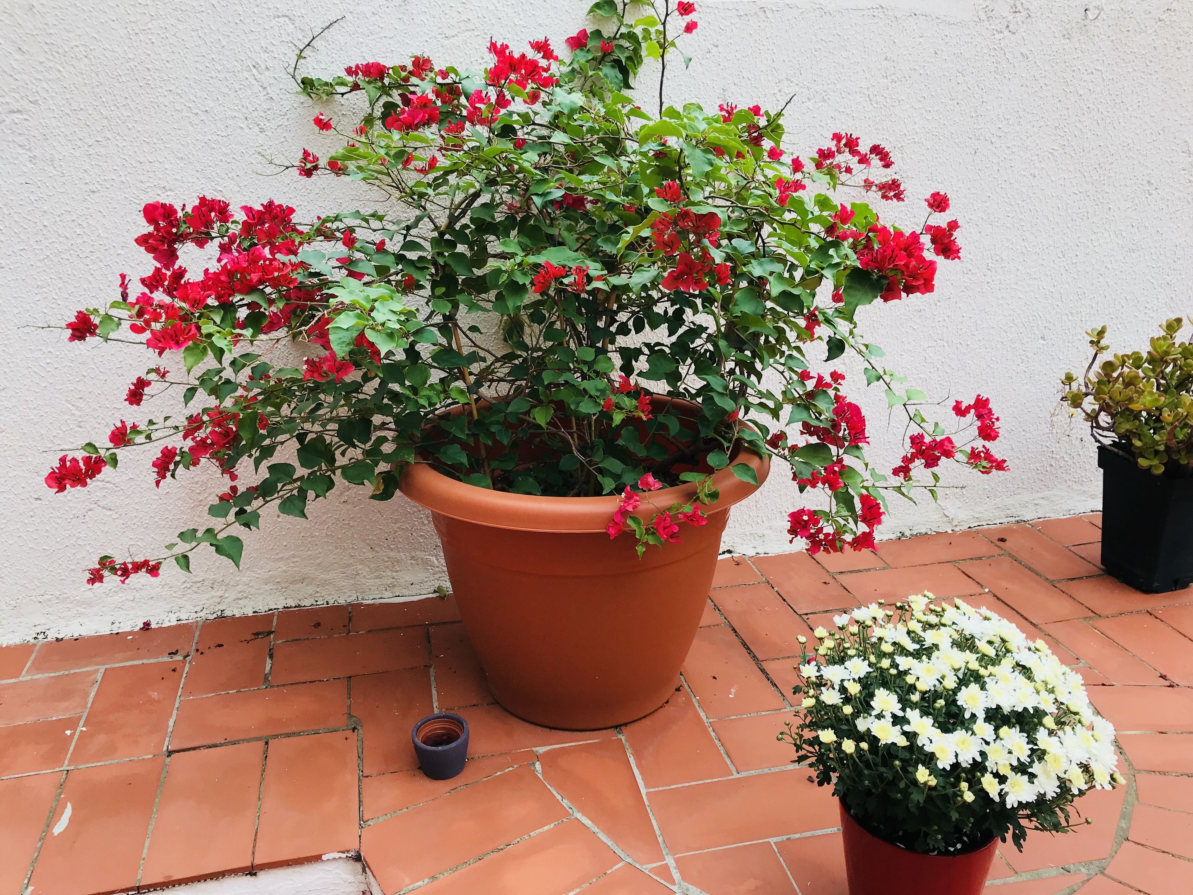 Foto - Olivia Barcelona