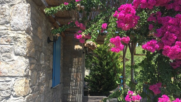 Een smal stenen pad met een houten pergola vol levendige roze bloemen, dat leidt naar een rustiek gebouw met blauwe luiken.