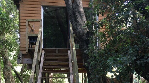 A wooden treehouse with a wooden ladder leading up to it, surrounded by trees and a dog nearby. - Les Milles et une Nuits (Sisco)