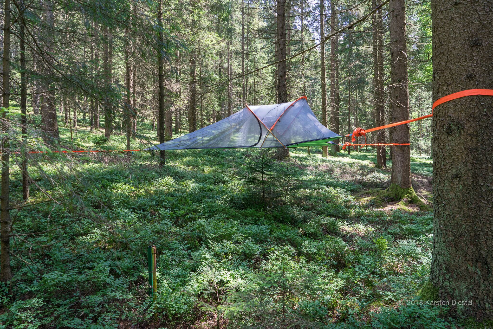 A tent set up in a forest with dense greenery and trees.