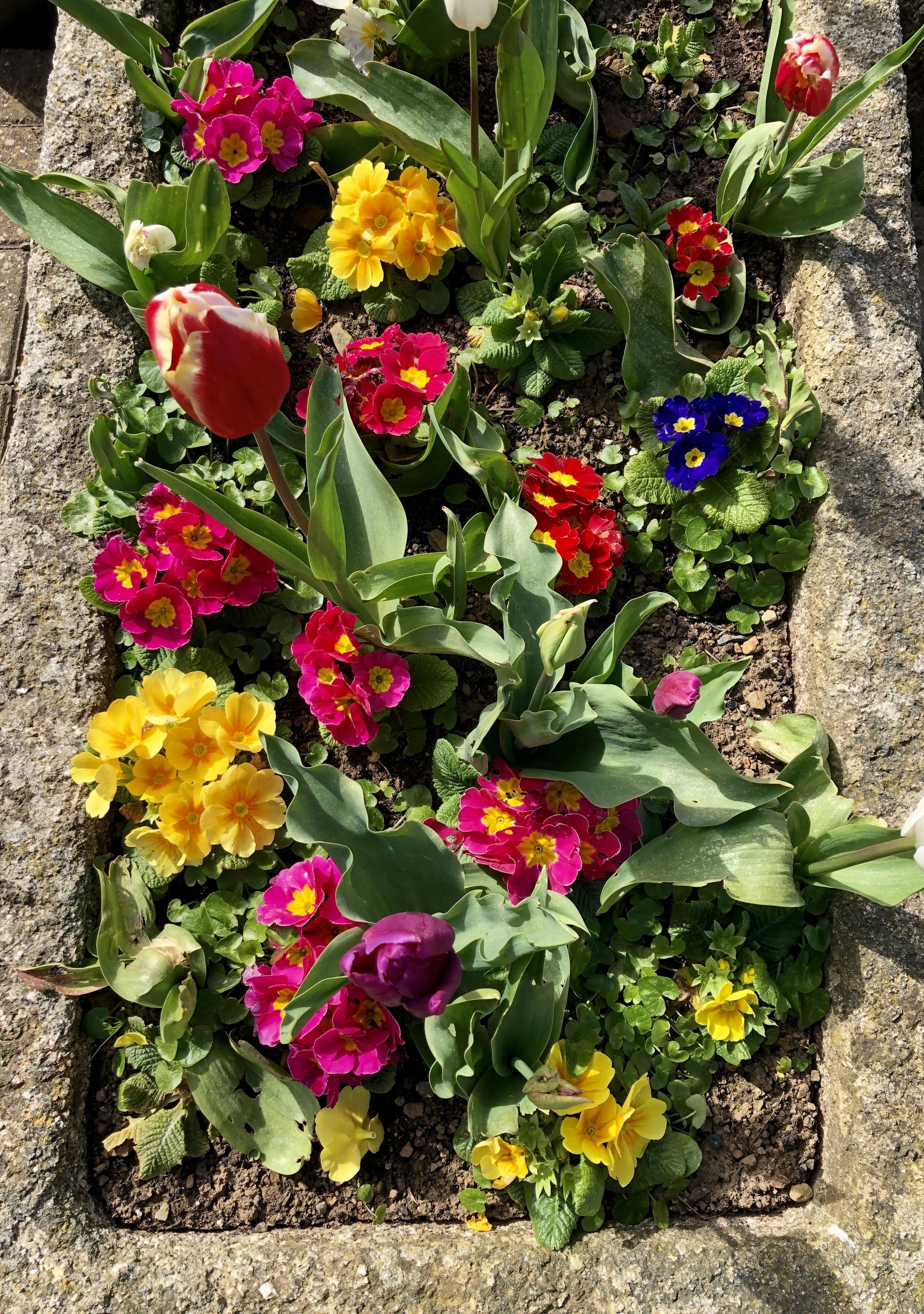 Una jardinera con diversas flores coloridas y follaje verde.