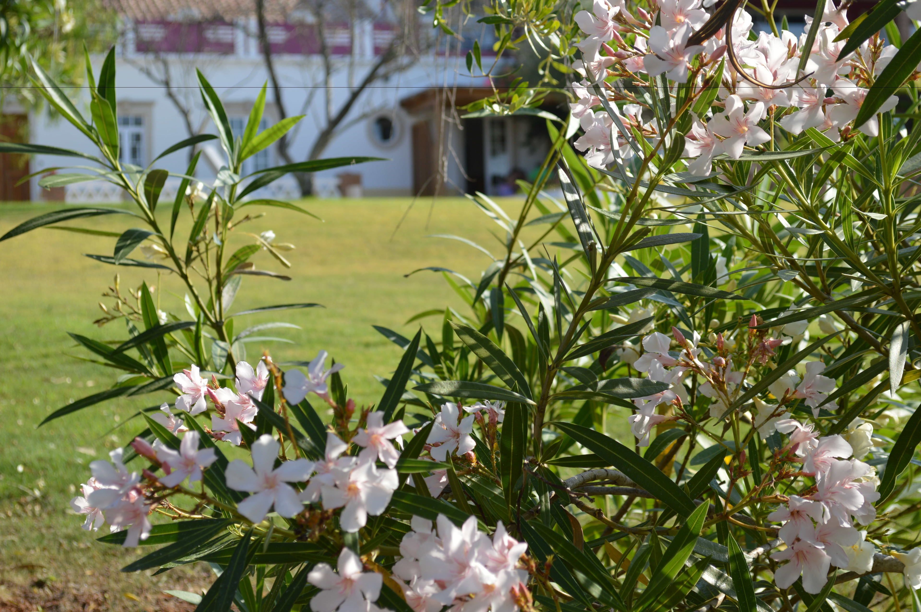 A garden with flowering plants and a building in the background.