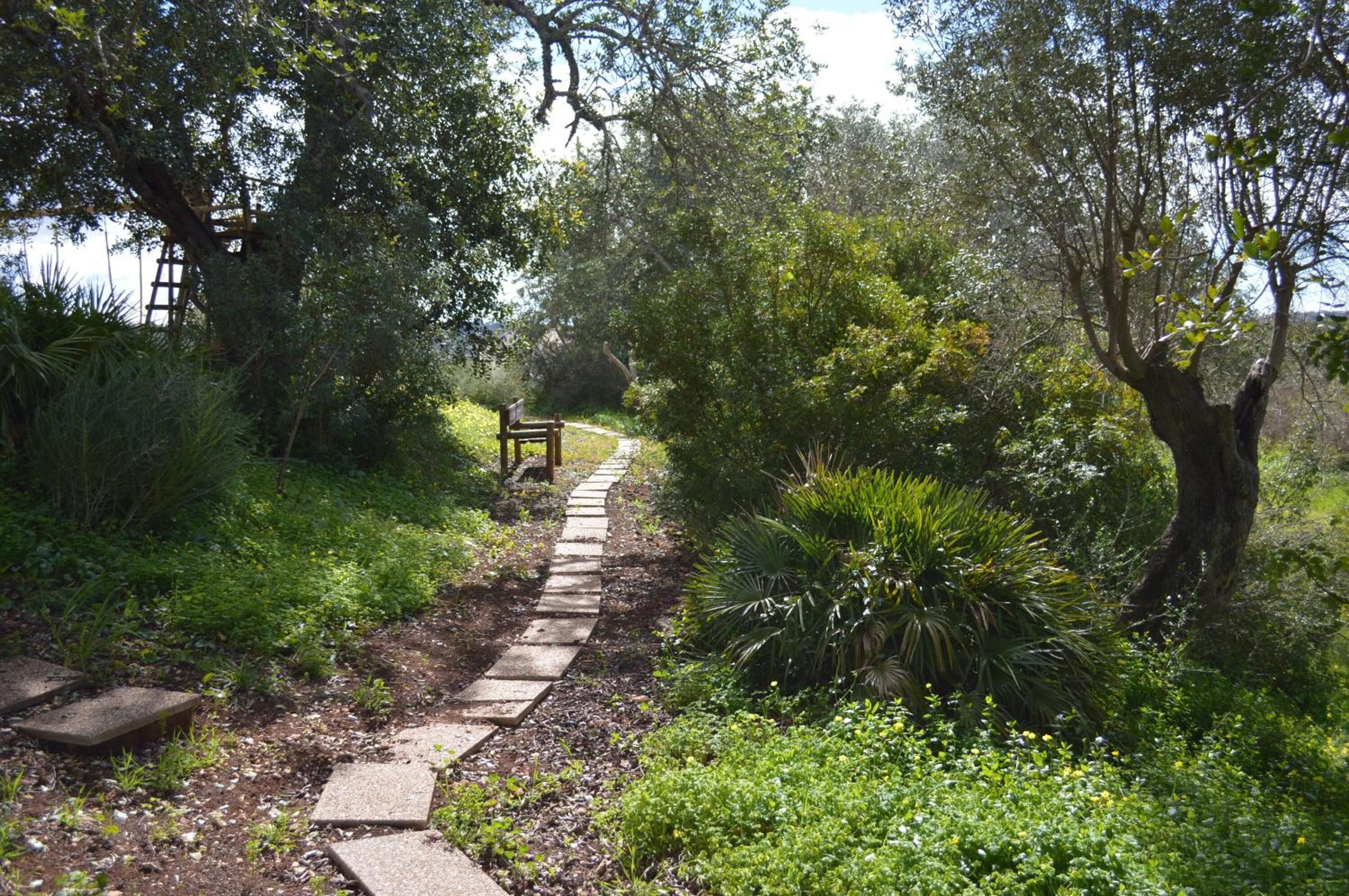 Un sentier de jardin bordé d’un banc, entouré d’une végétation luxuriante et d’arbres.
