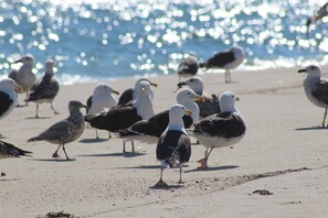 Beach nearby, sun loungers, beach towels