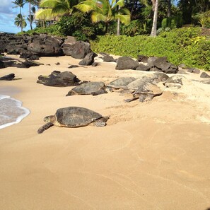 Sur la plage, chaise longue, serviettes de plage