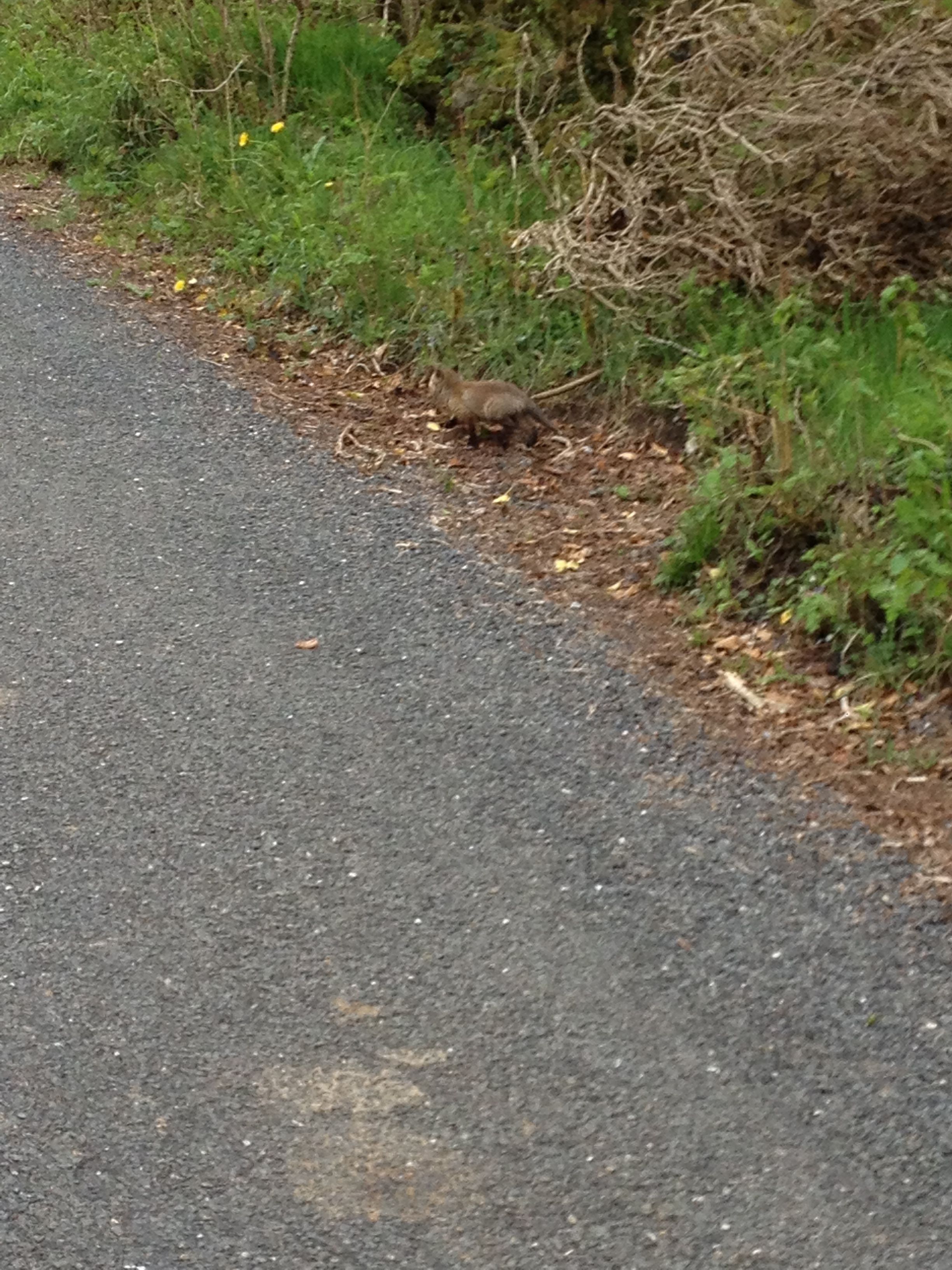 A paved path with a small animal near the edge.
