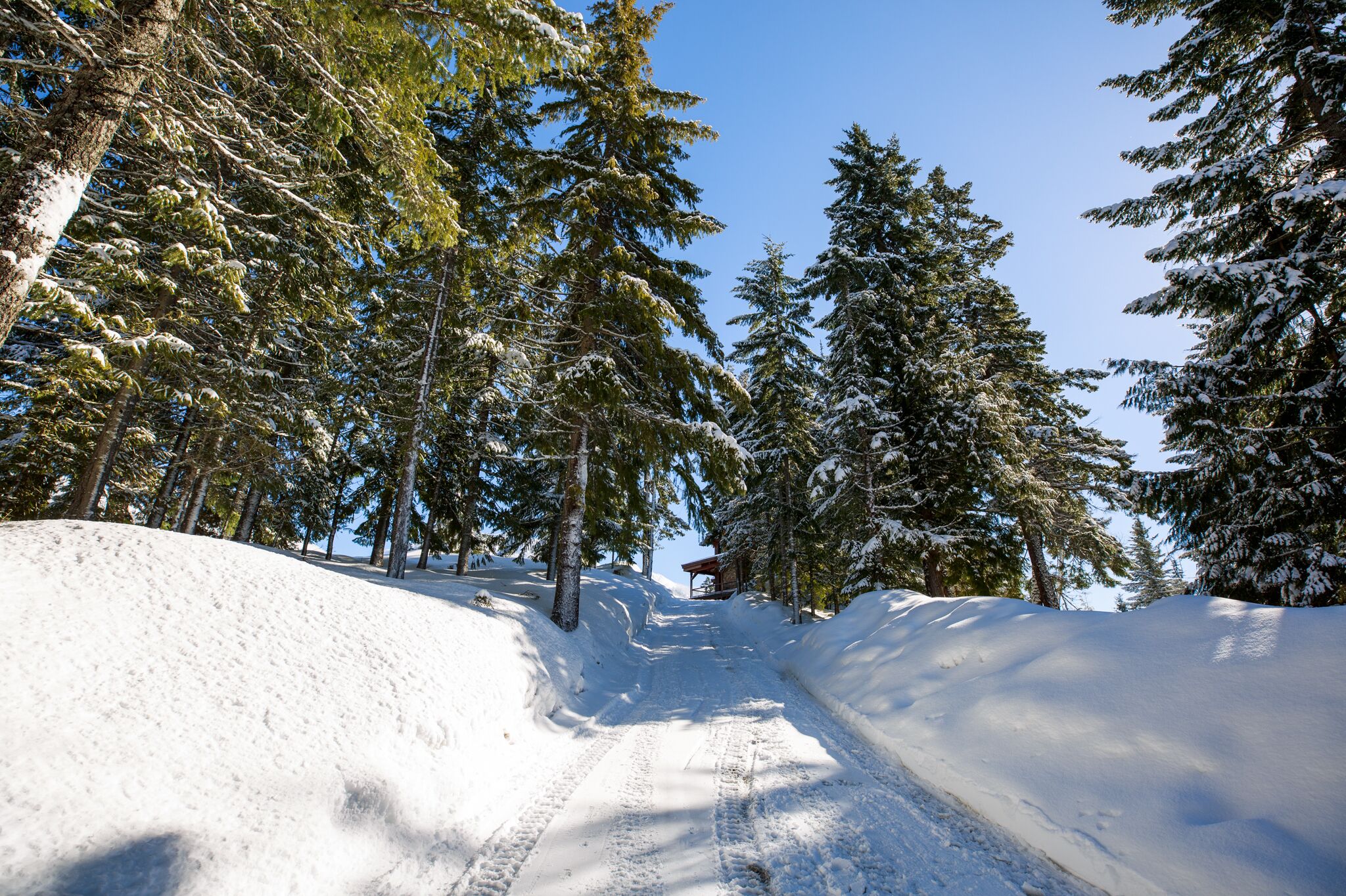 A snow-covered path flanked by tall evergreen trees, leading to a distant structure.