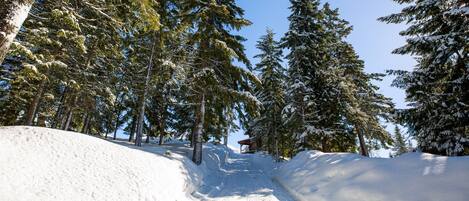 A snow-covered path flanked by tall evergreen trees, leading to a distant structure.