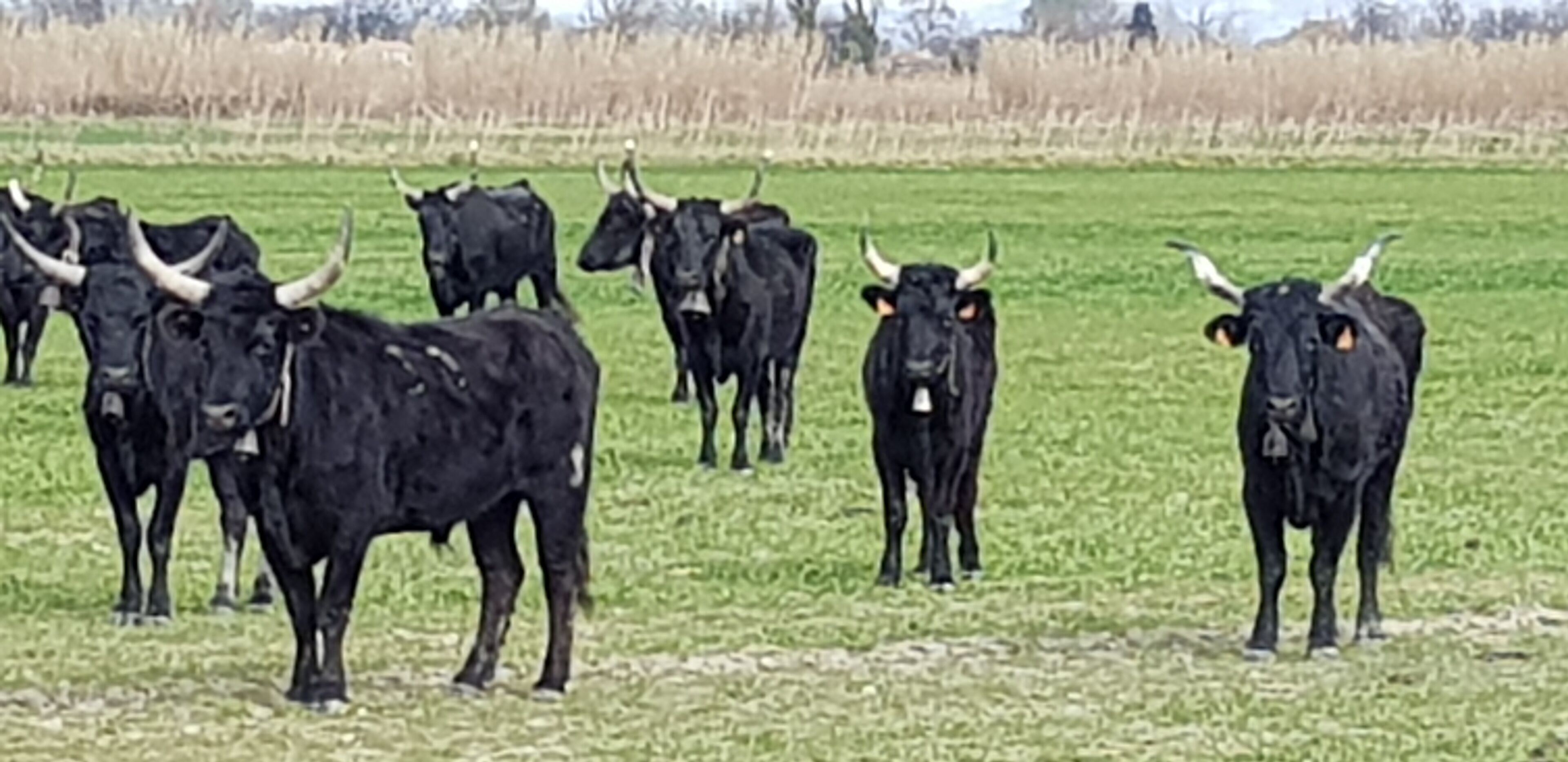 A herd of black cattle with horns in a grassy field.