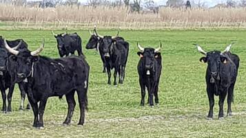 A herd of black cattle with horns in a grassy field.