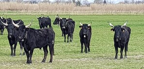 Un troupeau de bovins noirs, dotés de cornes, se trouve dans un champ herbeux.