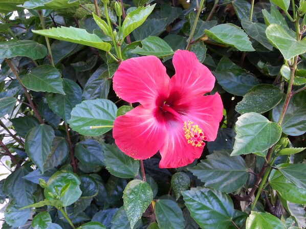 Une seule fleur d’hibiscus rouge, entourée de feuilles vertes.