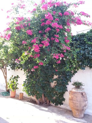 A potted plant with pink flowers in front of a white wall. - Pizania (Kalymnos)