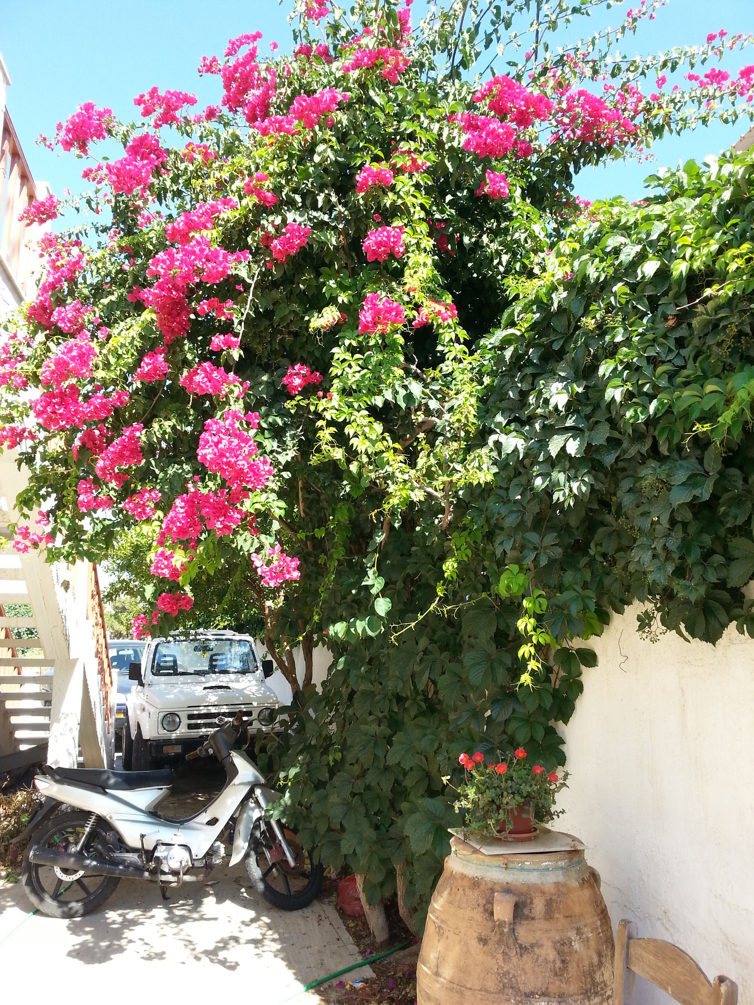 A white motorcycle parked next to a white wall with a large bush of pink flowers.