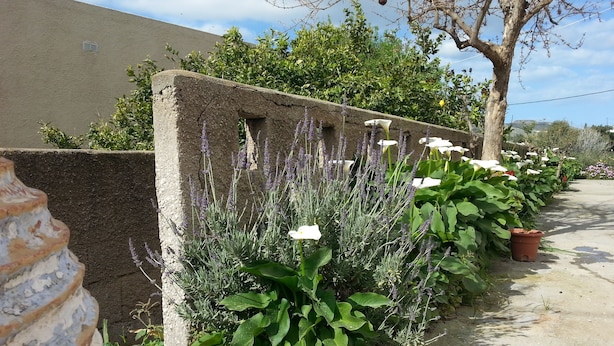 A garden with various plants and flowers, a concrete wall, and a tree. - Pizania (Kalymnos)
