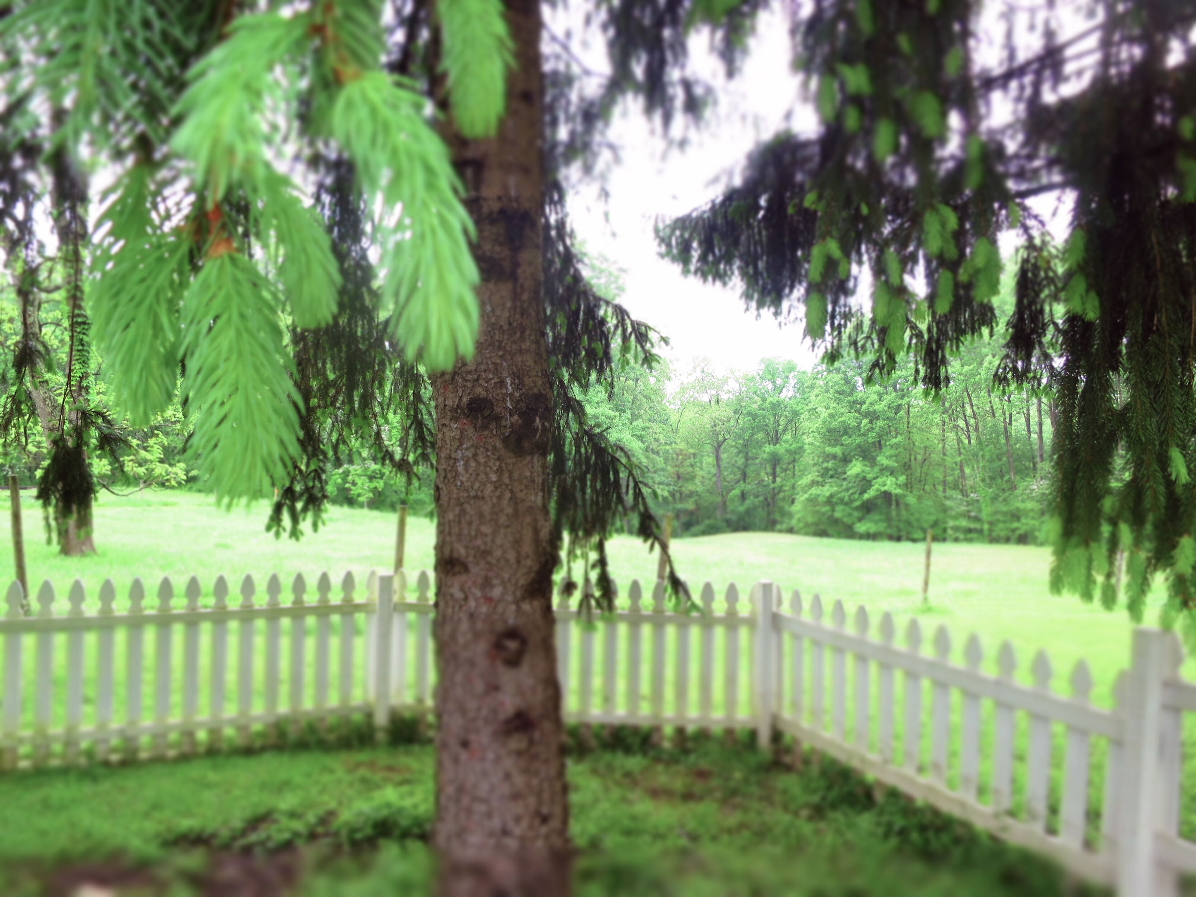 A white picket fence surrounding a grassy area with trees.