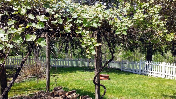 A garden with a wooden pergola covered in climbing plants, a white picket fence, and a grassy lawn. - The Homestead, at Nine Pines Farm - Hot Tub and Walking Trails (Nelsonville)
