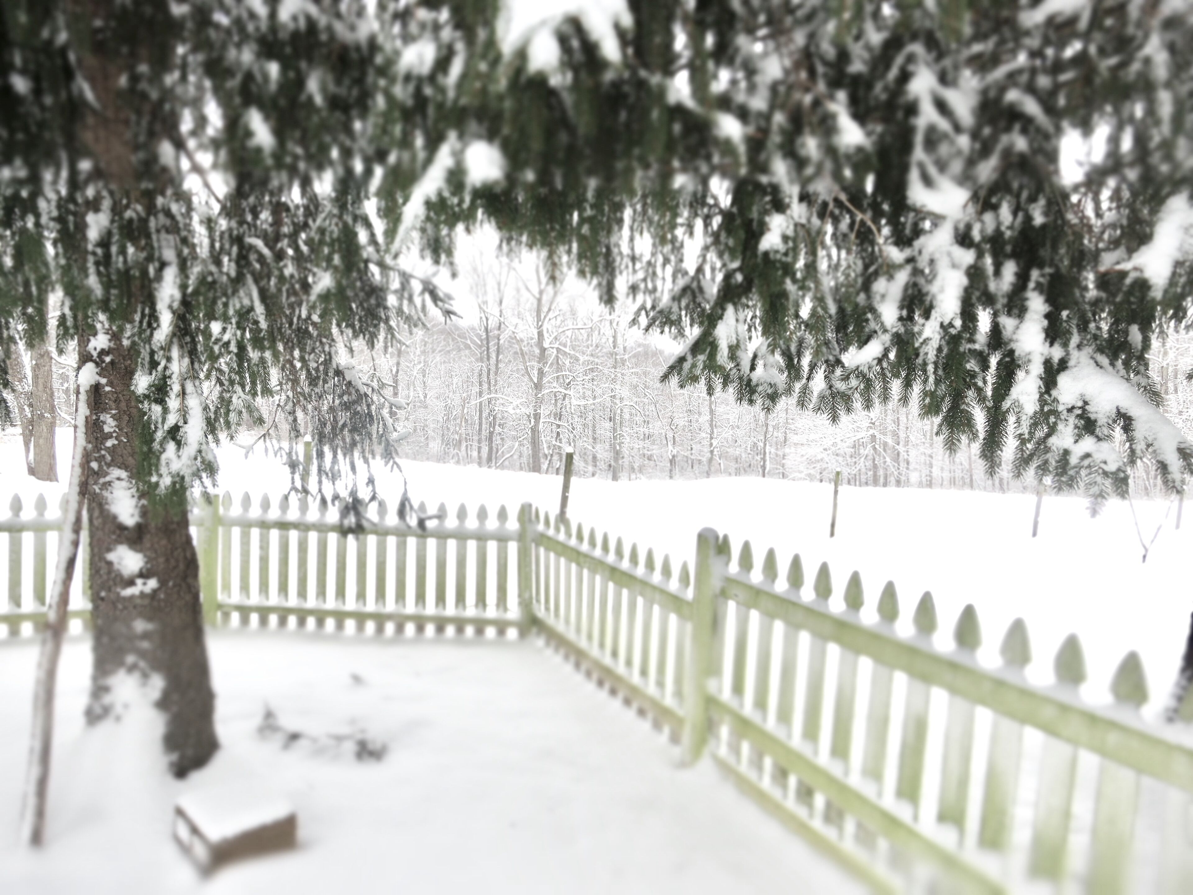 A snow-covered outdoor area with a white picket fence and snow-laden trees.