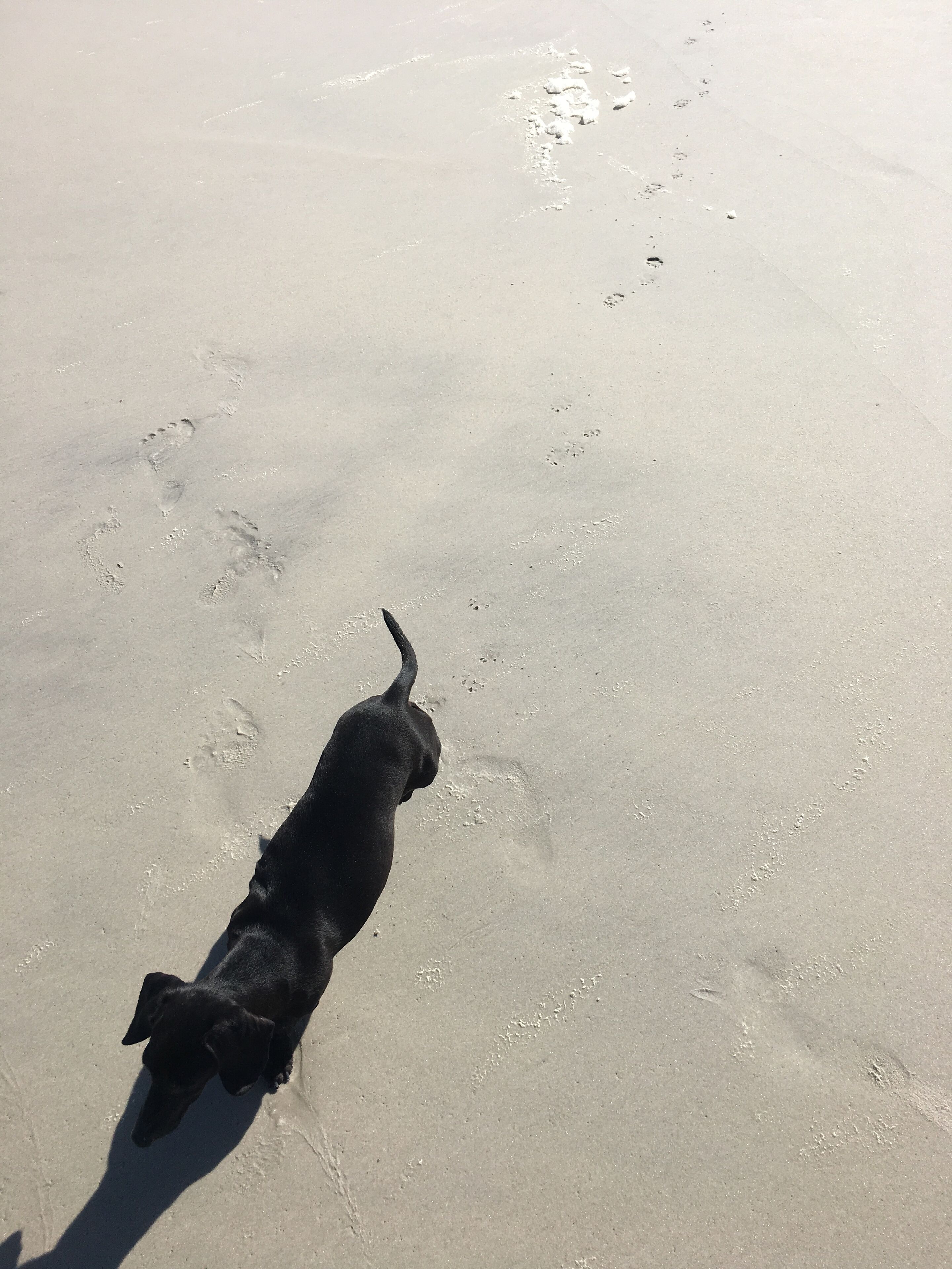 A black dog walking on a sandy beach.
