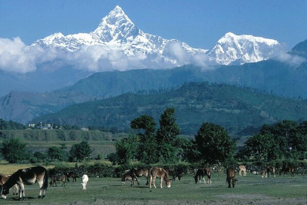 A mountainous landscape with a herd of donkeys grazing in a field, with snow-capped peaks in the background. - Pari Homestay (Kathmandu)