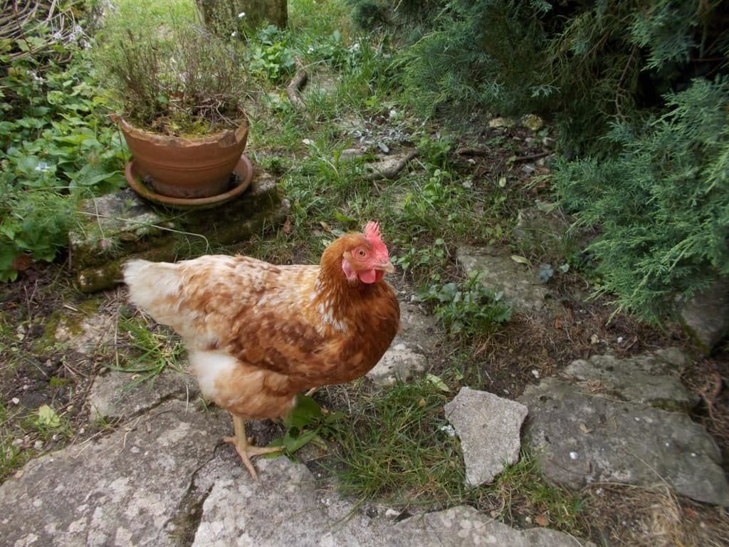 Un pollo caminando sobre un sendero pedregoso rodeado de vegetación.