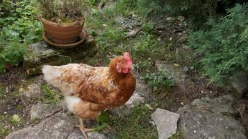 Un pollo caminando sobre un sendero pedregoso rodeado de vegetación.