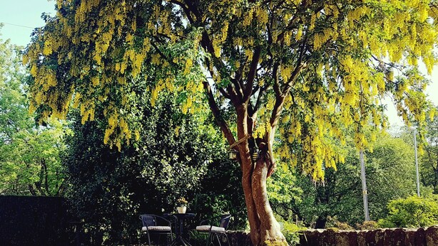 Un arbre aux fleurs jaunes dans un jardin.