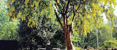 Jardin