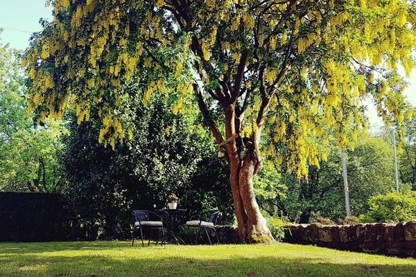 Taman