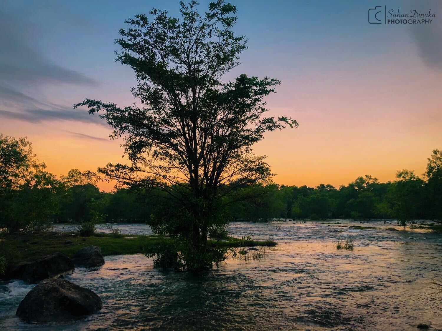 A river with a tree in the middle, surrounded by rocks and greenery.