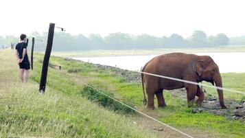 Una persona de pie cerca de una barrera de cuerda con un elefante en un área verde junto a una masa de agua.