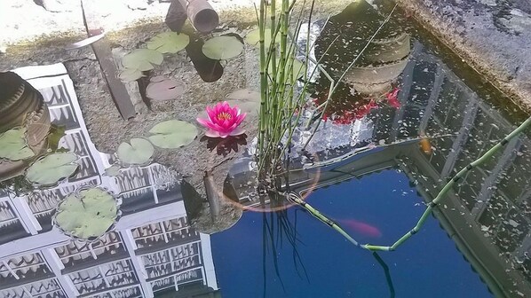 A pond with lily pads and a pink water lily. - Casa Grande de Trives (Puebla de Trives)