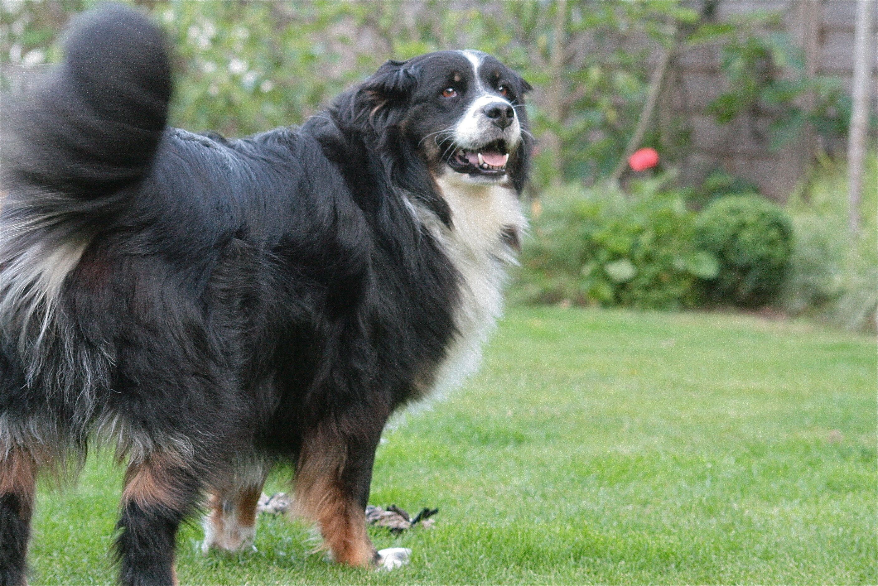 Een grote, pluizige hond staat op het gras.