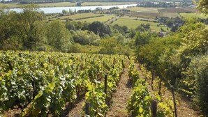 A vineyard with rows of grapevines, a lake, and a town in the background.