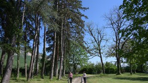 A gravel path flanked by tall trees in a park setting.