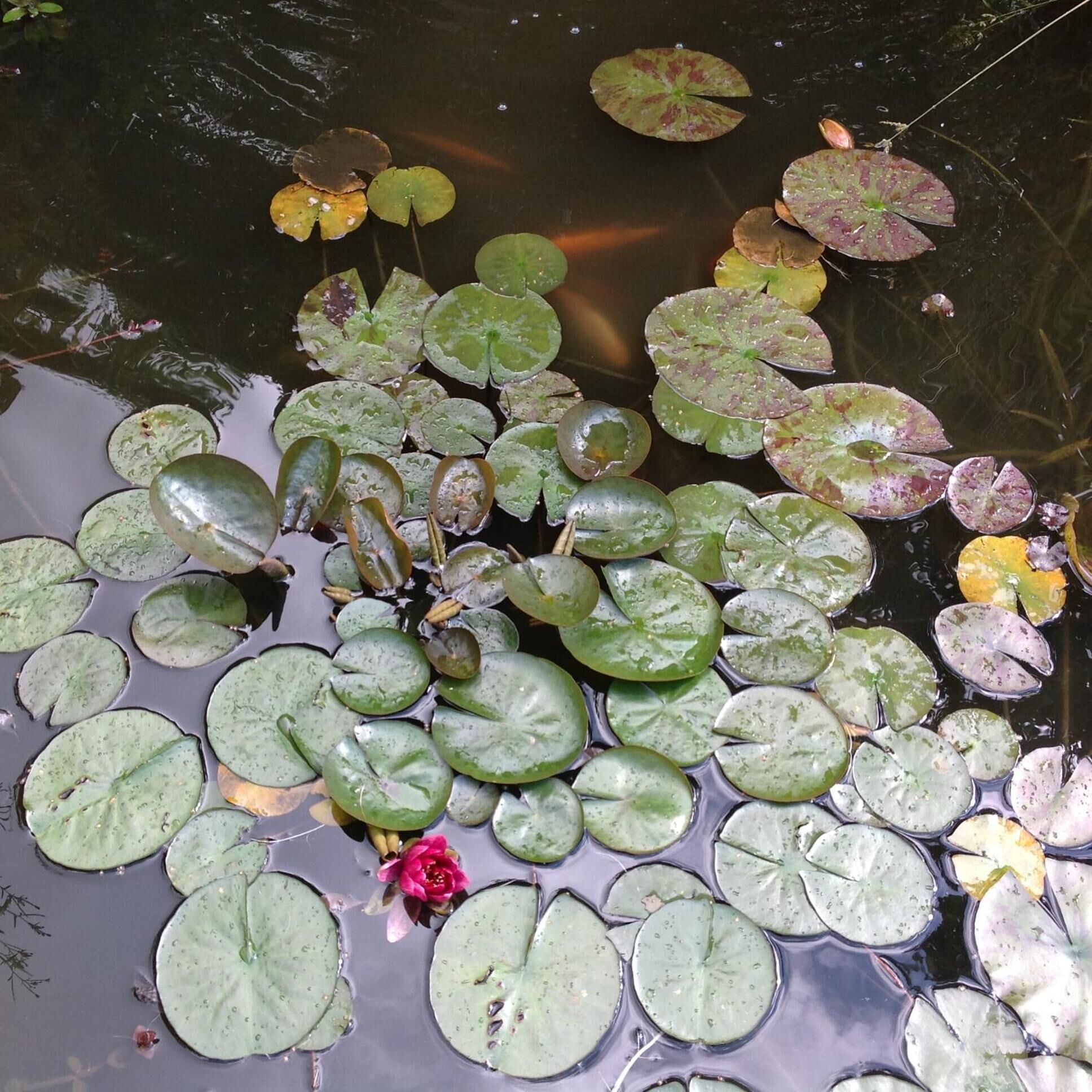 Photo - L'Hôme du Monde