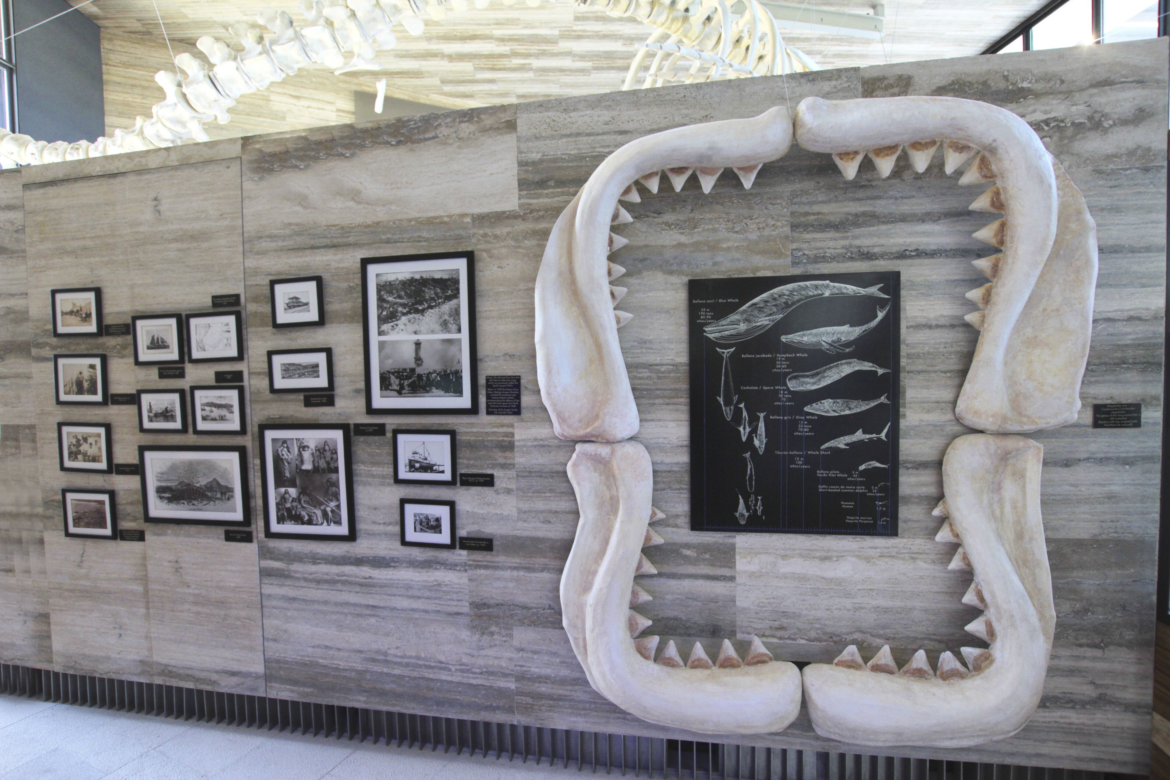 A wall with framed photographs and a large shark tooth sculpture.