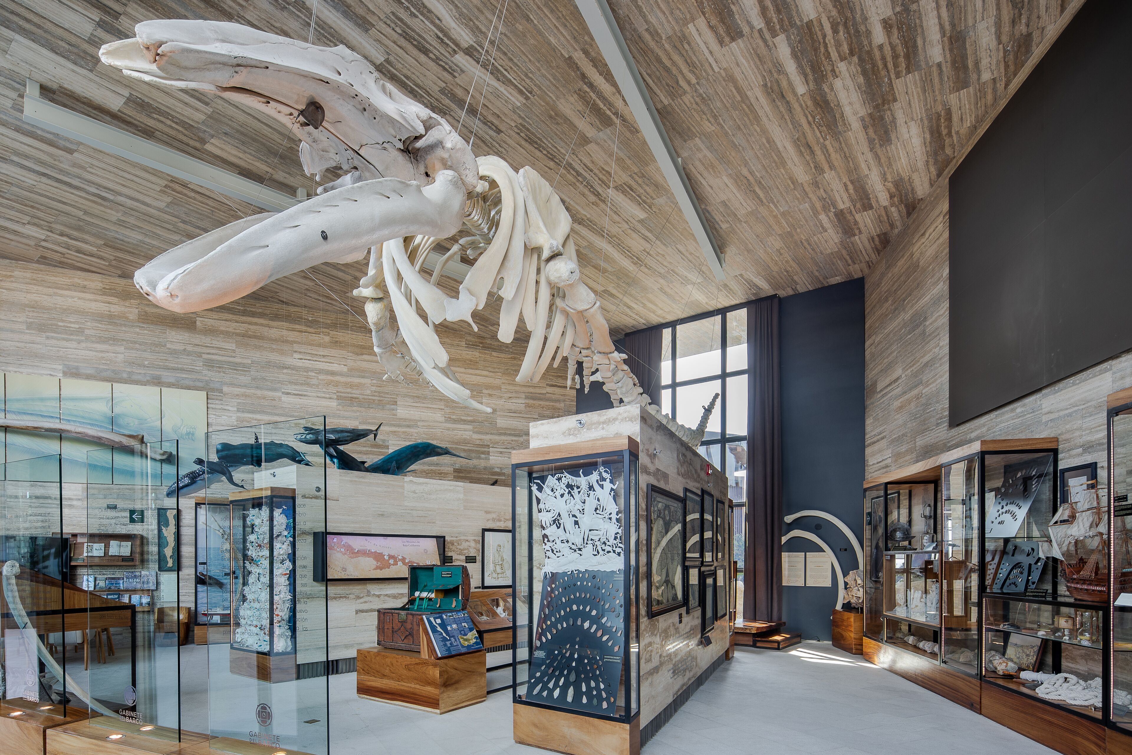 Interior de museo con esqueleto de ballena colgado del techo, vitrinas de cristal y diversas exhibiciones.